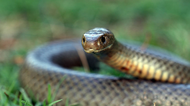 Illustration for article titled 7 Of The World’s Deadliest Snakes Who Would Be No Match For My Lawn Mower